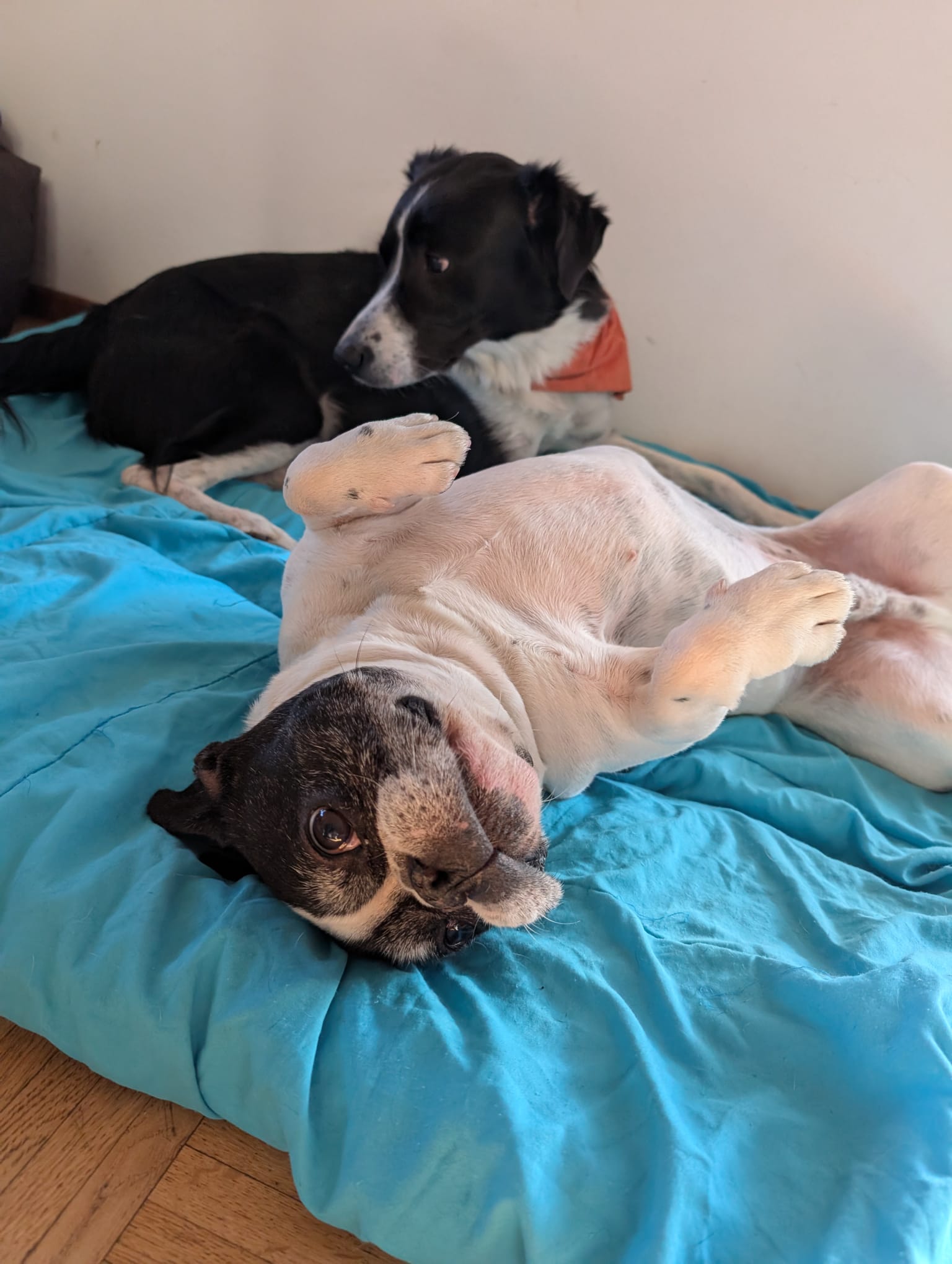 Nicola e Milo alla Tana dei Pawz